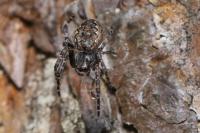 Nuctenea umbratica