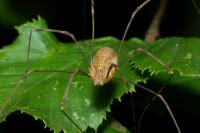 Opilio canestrinii
