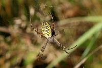 Argiope bruennichi