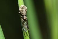 Tmarus