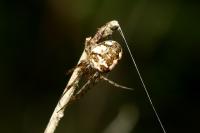 Metellina mengei