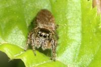 Evarcha arcuata