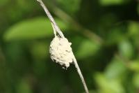 Agroeca