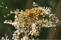 Araneus diadematus