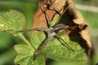 Pisaura mirabilis