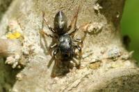 Heliophanus auratus
