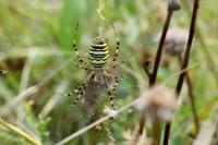 Argiope bruennichi