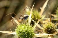 Phalangium opilio