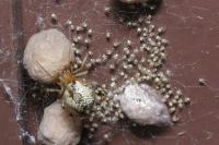 Parasteatoda tepidariorum