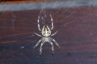 Araneus diadematus
