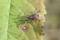 Odiellus spinosus