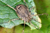 Odiellus spinosus
