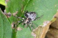 Gibbaranea bituberculata