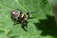 Evarcha falcata