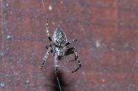Nuctenea umbratica