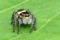 Carrhotus xanthogramma