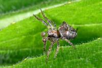 Gibbaranea bituberculata