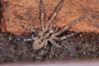 Zoropsis spinimana