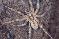 Zoropsis spinimana