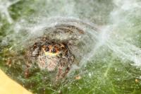 Carrhotus xanthogramma