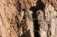 Rilaena triangularis