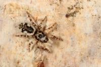 Salticus zebraneus