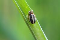 Singa nitidula