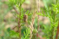 Phalangium opilio
