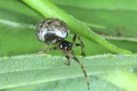 Dipoena melanogaster