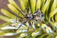 Gibbaranea gibbosa