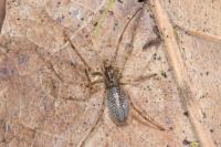 Tetragnatha obtusa