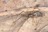 Tetragnatha obtusa