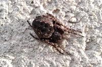 Nuctenea umbratica