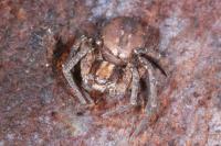 Philodromus collinus