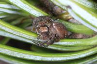 Philodromus collinus