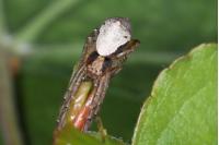 Tmarus piger