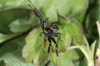 Xysticus kempeleni