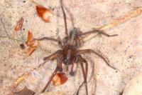 Eratigena picta