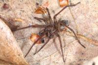 Eratigena picta