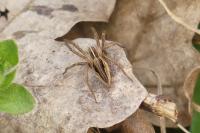 Pisaura mirabilis