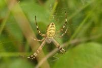 Argiope bruennichi