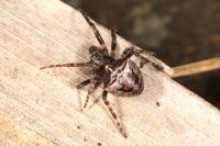 Gibbaranea bituberculata
