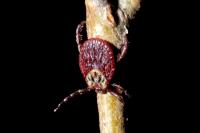 Dermacentor reticulatus