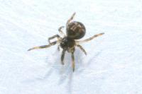 Theridiosoma gemmosum