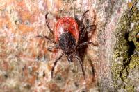 Ixodes ricinus
