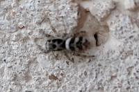Salticus scenicus