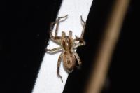 Anyphaena accentuata