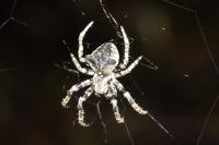 Gibbaranea bituberculata