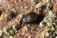 Xenillus clypeator