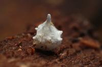 Paidiscura pallens